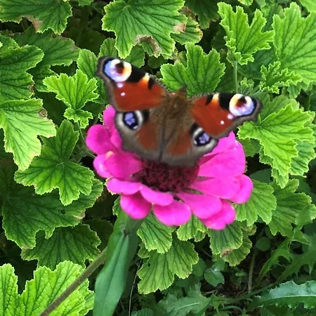 Feu ゲストハウス